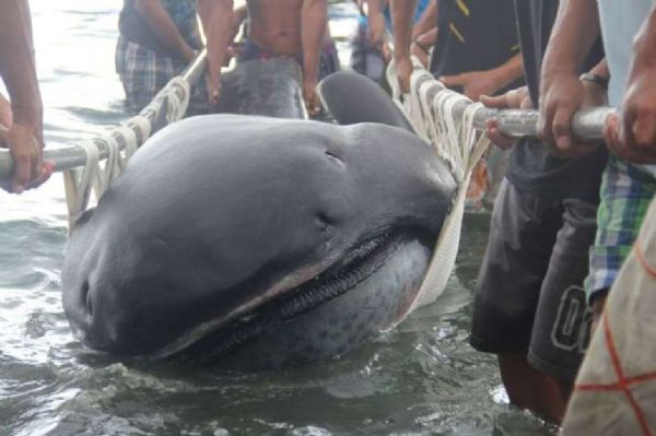 Espcie rara de tubaro boco  achado nas Filipinas