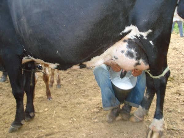 Estado tem potencial para pecuria leiteira; profissionalizao est em falta