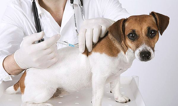 Com postos fixo de vacinao pelos bairros, Cuiab dever imunizar mais de 70 mil animais contra raiva