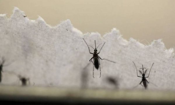 Pesquisadores descobrem anticorpos capazes de 'neutralizar' o vrus da zika