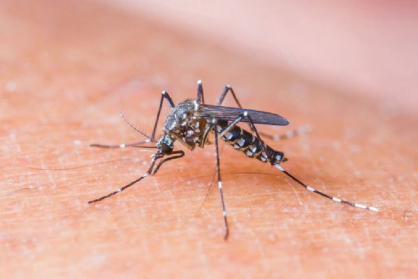 Procurador denuncia possveis focos de mosquito da dengue em kart de Cuiab