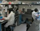 Cientistas anunciam criao de vrus capaz de combater clulas cancergenas