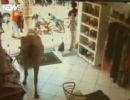 Bois destroem veculos e invadem loja em Socorro (SP)