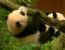 Beb panda cai de rvore - BBC Brasil