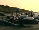 Voluntrios salvam baleias na Nova Zelndia