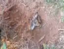 Crueldade: Cadela  enterrada viva no Rio Grande do Sul
