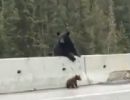 Filhote de urso  salvo pela me no acostamento de rodovia