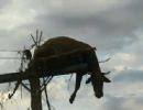 Vaca  encontrada em cima de poste no Rio Grande do Sul